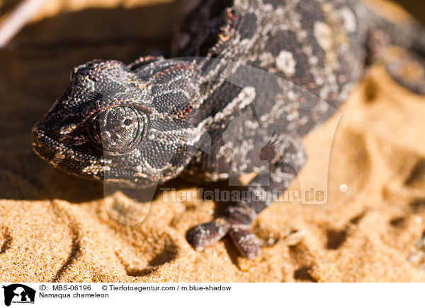 Namaqua chameleon / MBS-06196