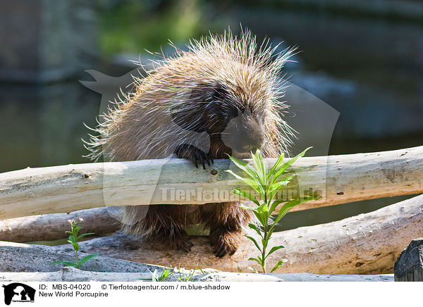 Baumstachler / New World Porcupine / MBS-04020