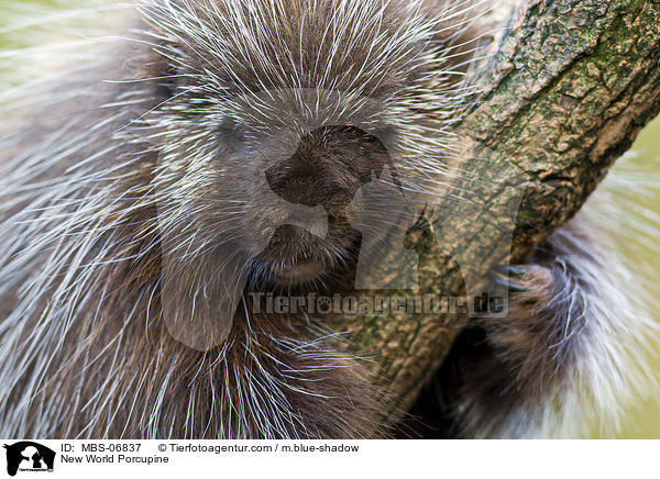 New World Porcupine / MBS-06837