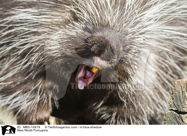 New World Porcupine / MBS-10819