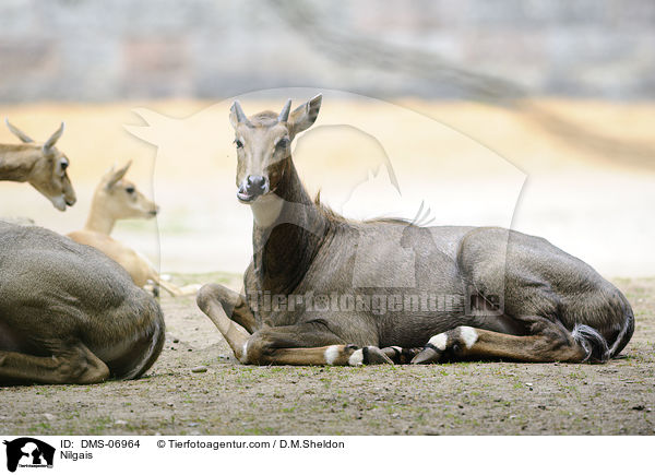 Nilgais / DMS-06964