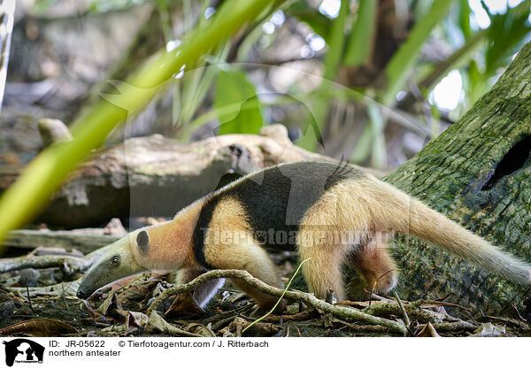 northern anteater / JR-05622