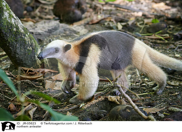 northern anteater / JR-05623