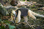 northern anteater