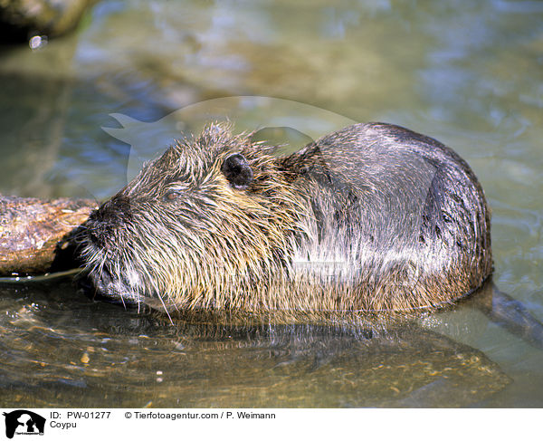 Nutria / Coypu / PW-01277