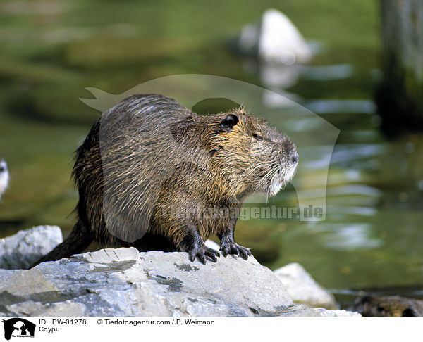 Coypu / PW-01278