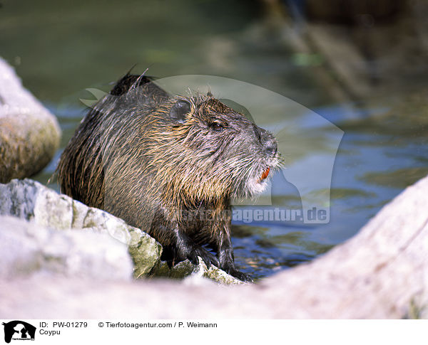 Coypu / PW-01279