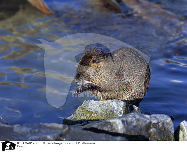 Nutria / Coypu / PW-01280