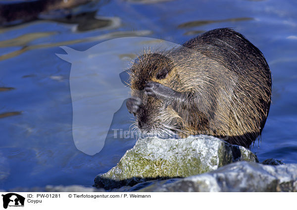 Coypu / PW-01281