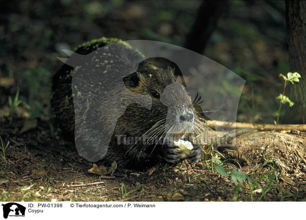 Coypu / PW-01398