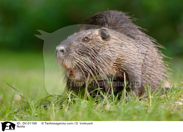 Nutria / Nutria / DV-01168