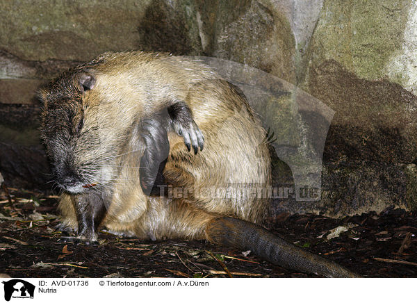 Nutria / Nutria / AVD-01736