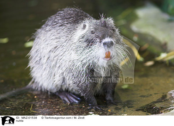 Nutria / nutria / MAZ-01538