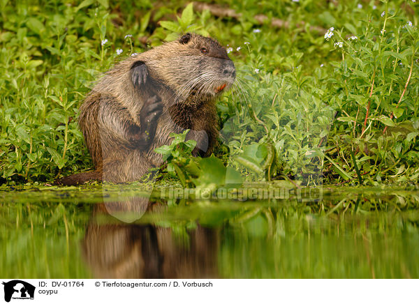 Nutria / coypu / DV-01764