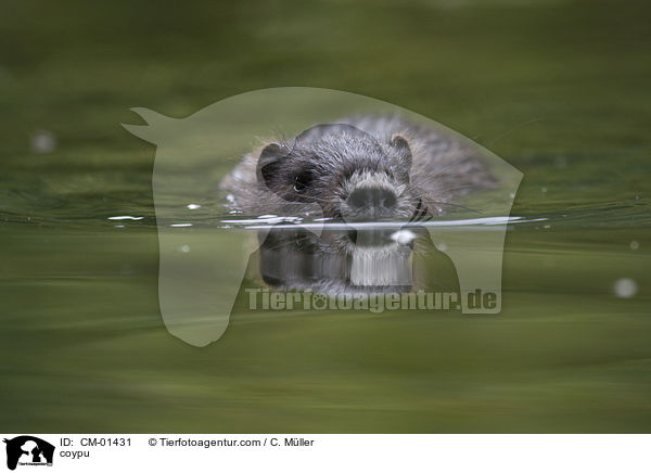 Nutria / coypu / CM-01431