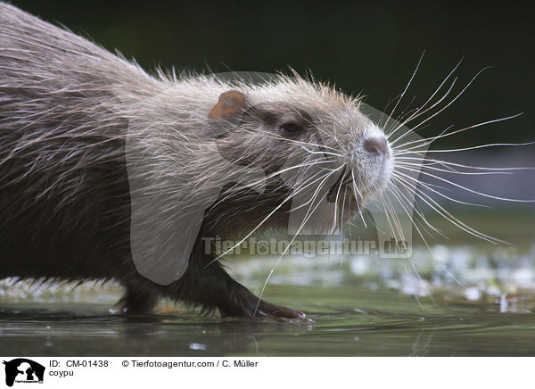 Nutria / coypu / CM-01438