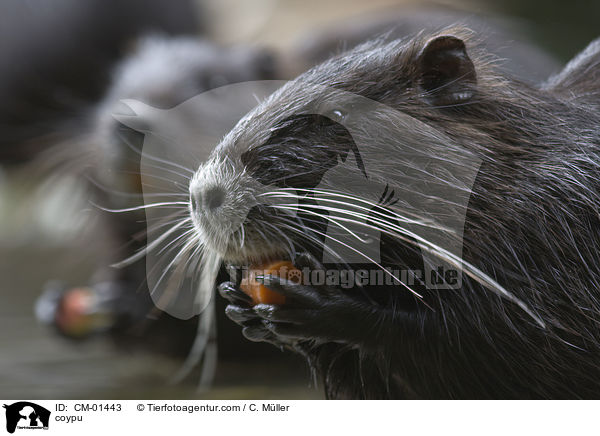 Nutria / coypu / CM-01443