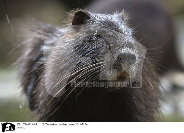 coypu / CM-01444