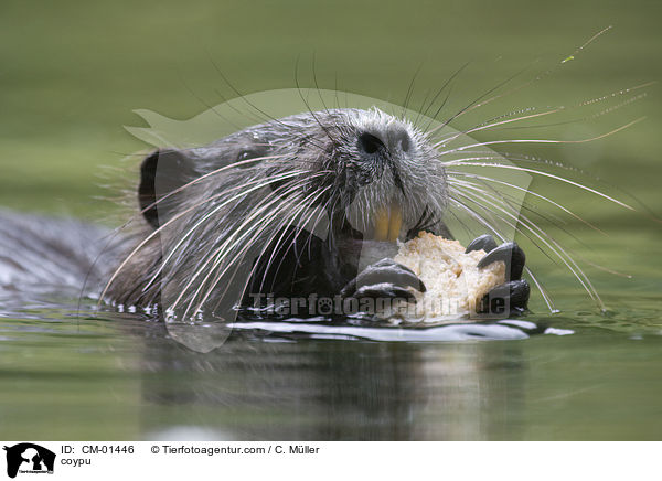 Nutria / coypu / CM-01446