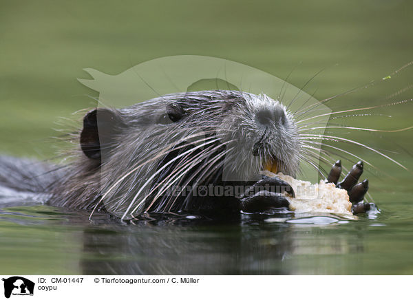 coypu / CM-01447