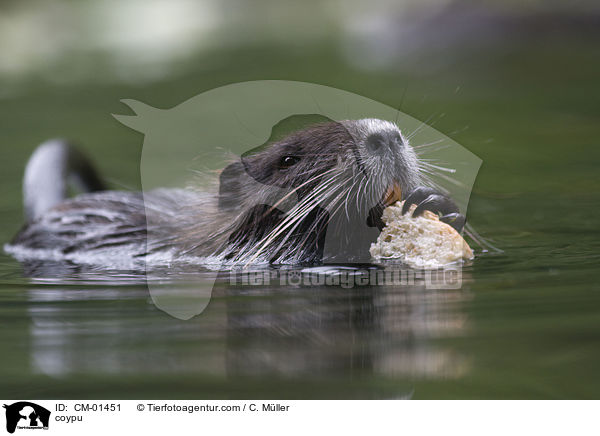 Nutria / coypu / CM-01451