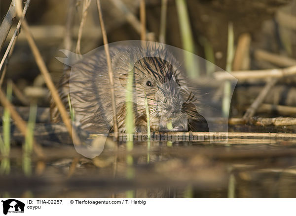 Nutria / coypu / THA-02257