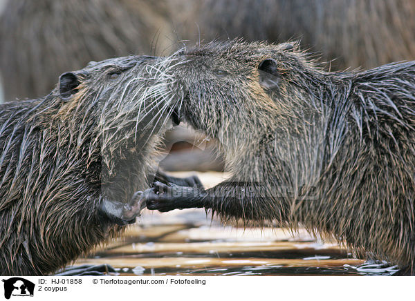 Nutriaprchen / 2 coypus / HJ-01858