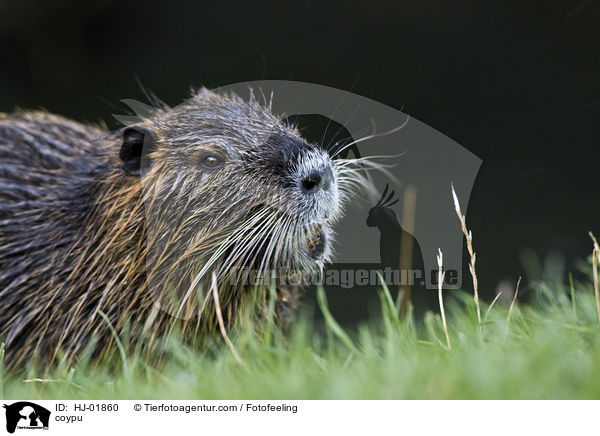 coypu / HJ-01860