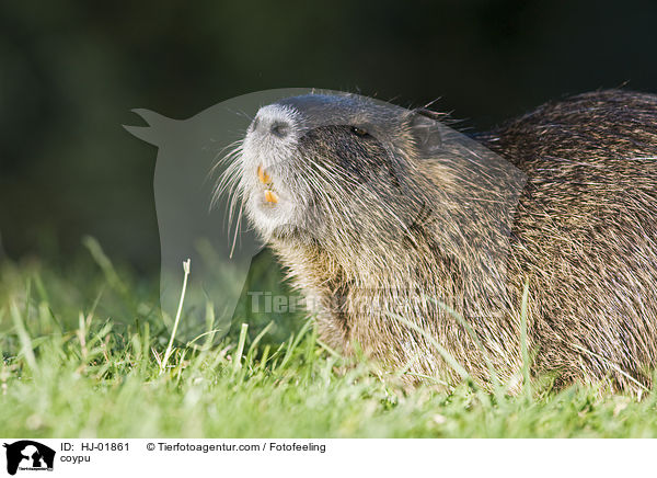 coypu / HJ-01861
