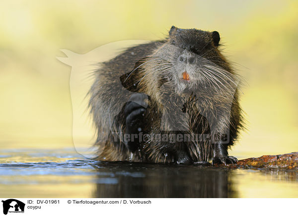 coypu / DV-01961