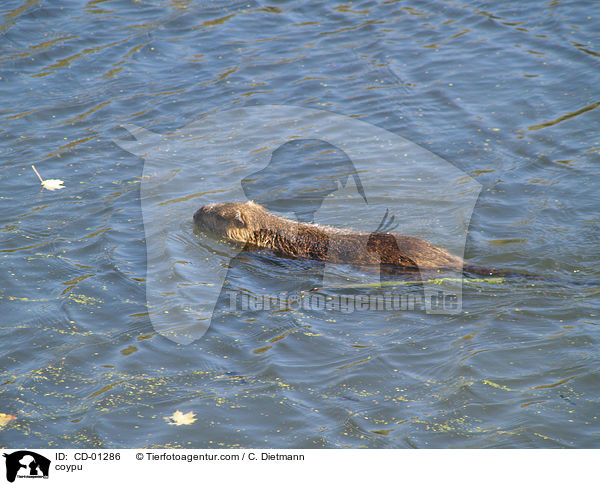 coypu / CD-01286