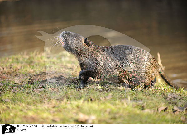 Nutria / coypu / YJ-02778