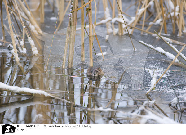 coypu / THA-03480