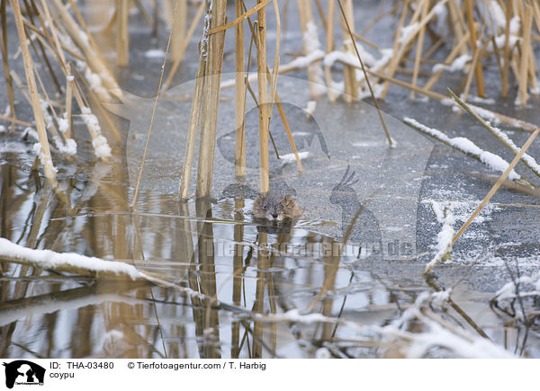 Nutria / coypu / THA-03480