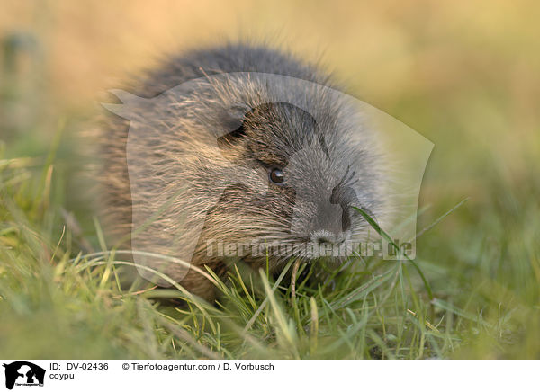 coypu / DV-02436