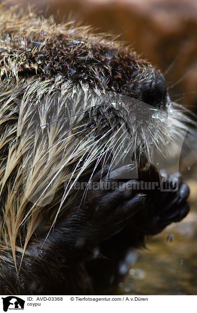 Nutria / coypu / AVD-03368