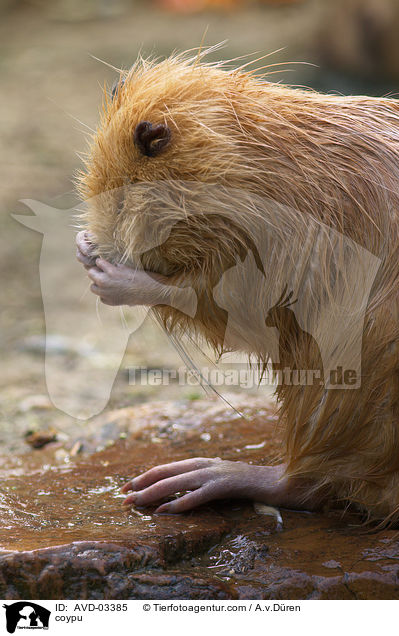 Nutria / coypu / AVD-03385