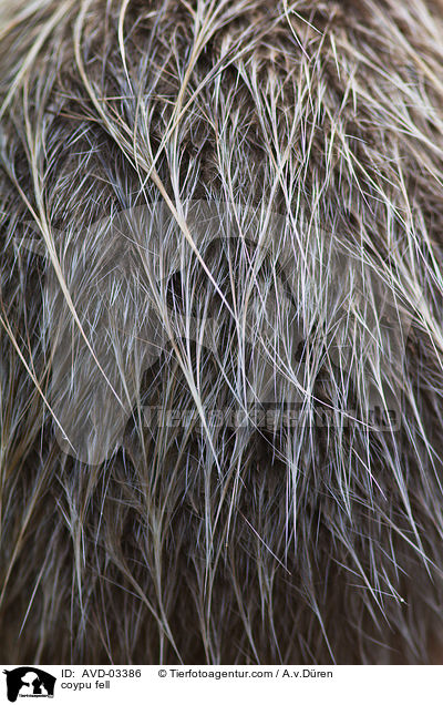 Nutria Fell / coypu fell / AVD-03386