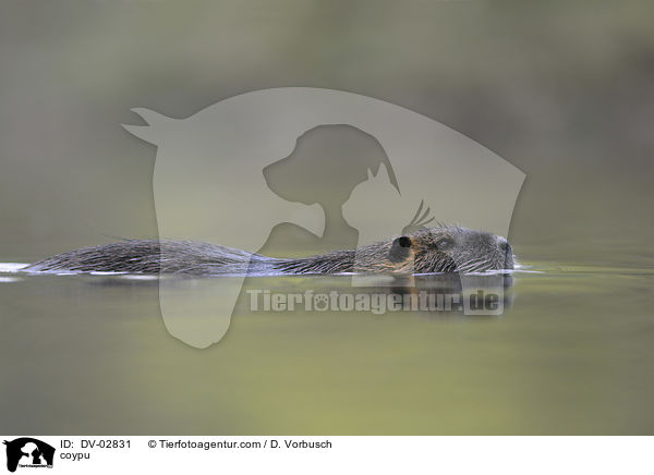 Nutria / coypu / DV-02831