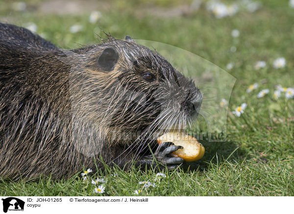 Nutria / coypu / JOH-01265