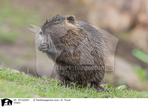 coypu / AT-02261