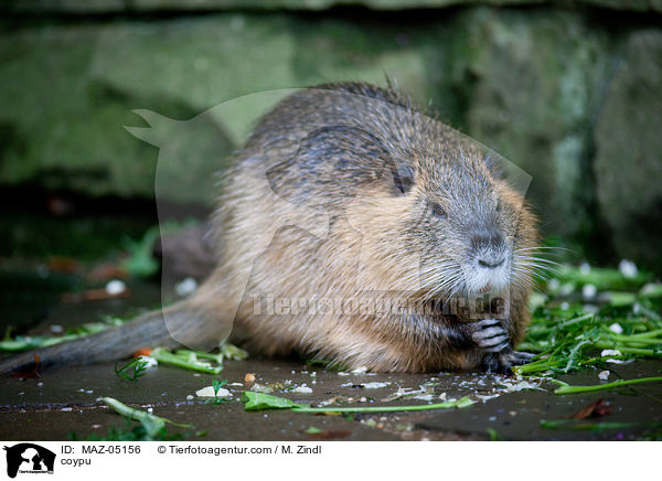 Nutria / coypu / MAZ-05156