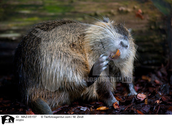 coypu / MAZ-05157