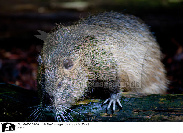 coypu / MAZ-05160