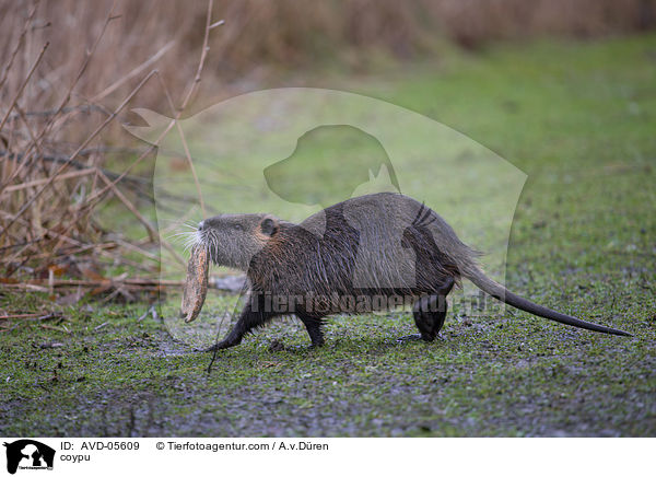 Nutria / coypu / AVD-05609