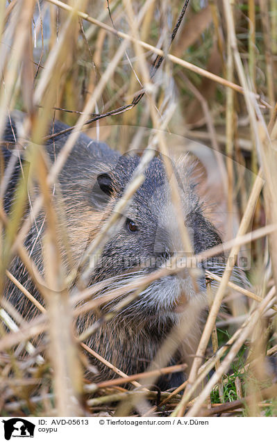 coypu / AVD-05613