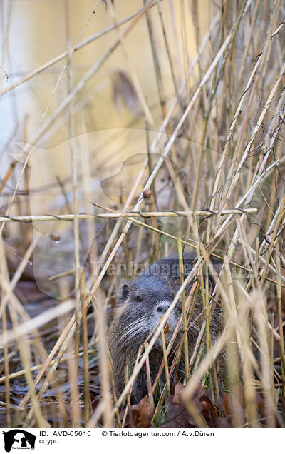 coypu / AVD-05615