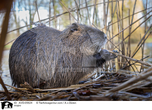 Nutria / coypu / AVD-05624
