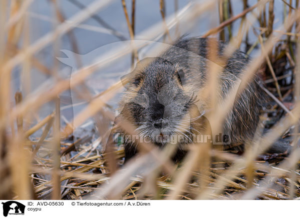Nutria / coypu / AVD-05630