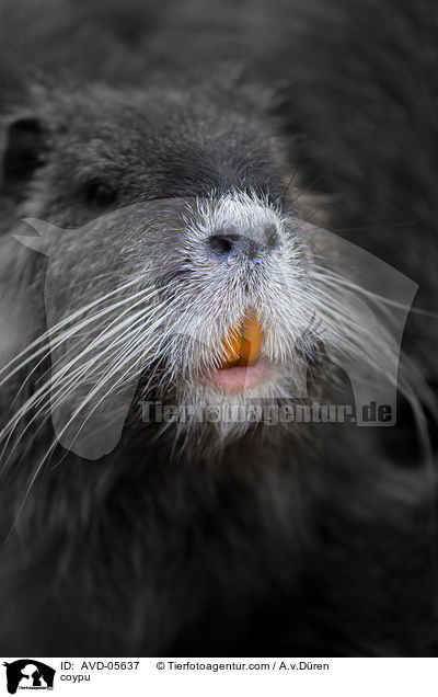 Nutria / coypu / AVD-05637